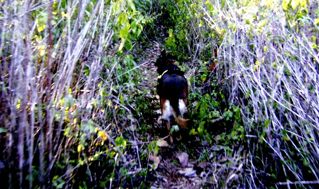 Perro de búsqueda trabajando un sendero en la selva.