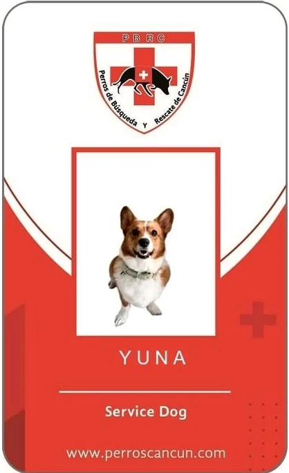 Anverso de una credencial de perro de servicio emitida por PBRC, con la foto de Yuna, una corgi